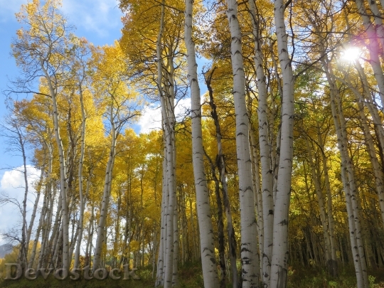 Devostock Aspen Tree Colorado Fall