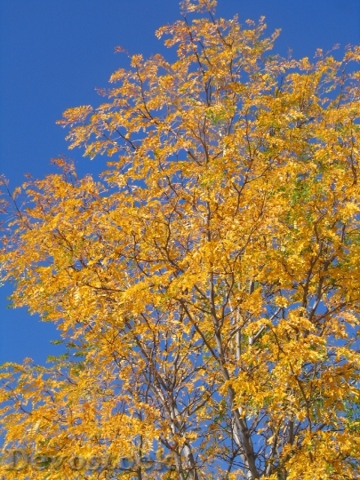 Devostock Aspen Trees Yellow Leaves