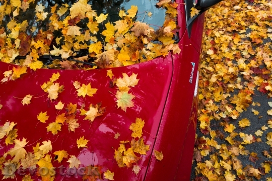 Devostock Auto Red Maple Autumn