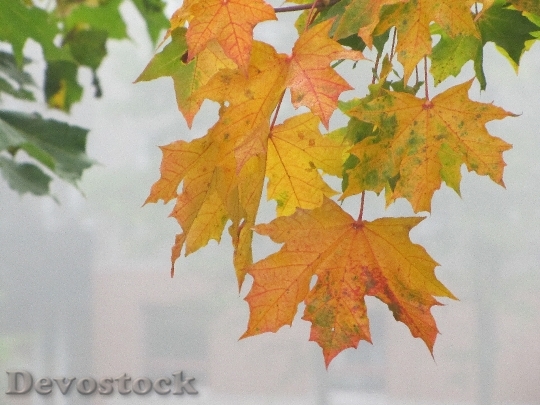 Devostock Autumn Autumn Colors Autumn