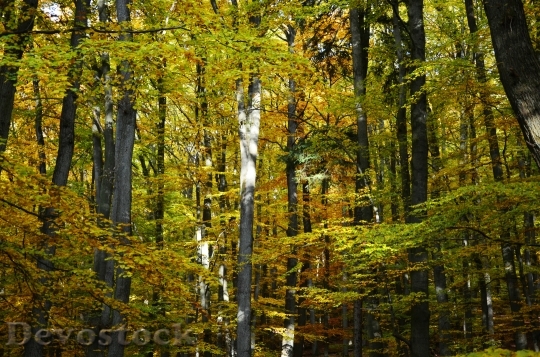 Devostock Autumn Autumn Forest Deciduous