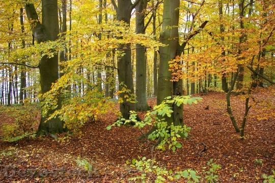 Devostock Autumn Autumn Forest Forest 0