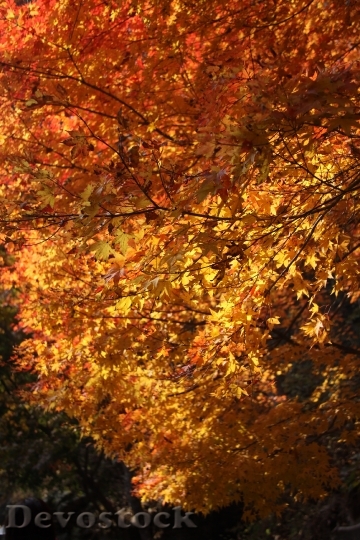 Devostock Autumn Autumn Leaves Leaf