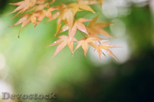 Devostock Autumn Autumn Leaves Leaves 3