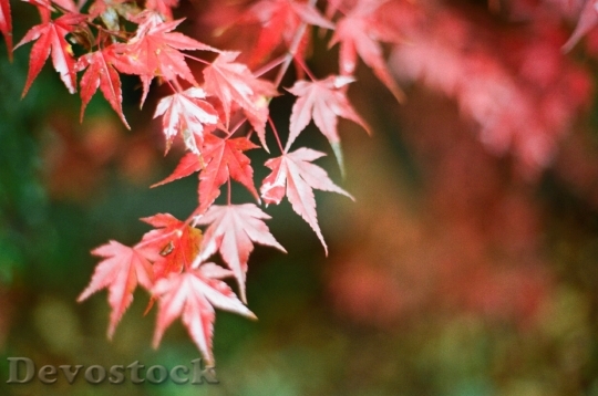 Devostock Autumn Autumn Leaves Leaves 4
