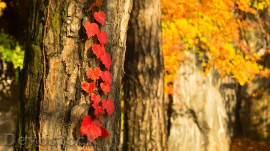 Devostock Autumn Autumn Leaves Red 0