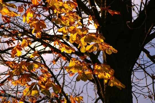 Devostock Autumn Autumn Mood Leaves 0