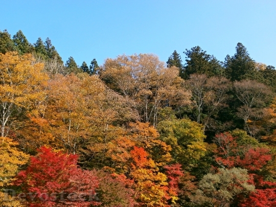 Devostock Autumn Autumnal Leaves Colorful 0