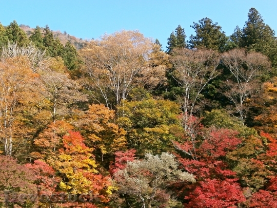 Devostock Autumn Autumnal Leaves Colorful 1