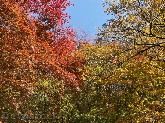 Devostock Autumn Autumnal Leaves Colorful 4