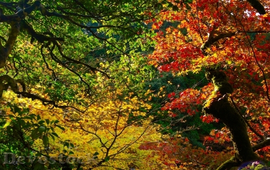 Devostock Autumn Autumnal Leaves Mountain