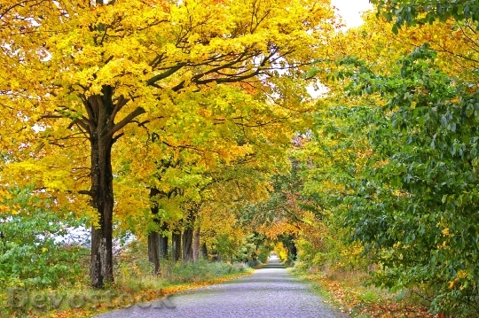 Devostock Autumn Avenue Trees Away 1