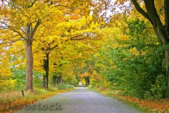 Devostock Autumn Avenue Trees Away 12