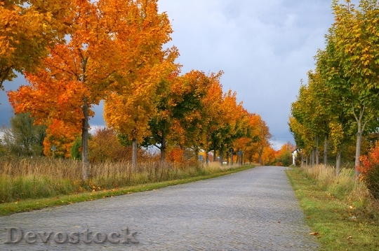 Devostock Autumn Avenue Trees Away 6