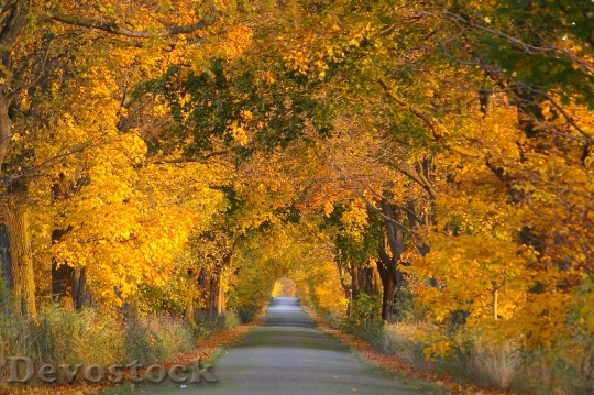 Devostock Autumn Avenue Trees Away 9