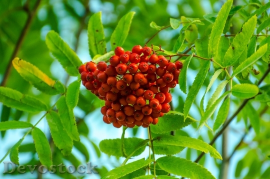 Devostock Autumn Berries Berry Branch