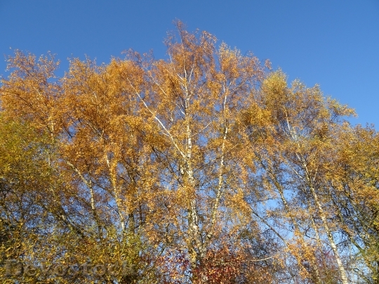 Devostock Autumn Birch Tree Nature