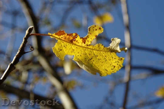 Devostock Autumn Blue Yellow Leaf