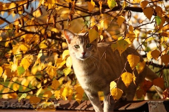Devostock Autumn Cat Leaves Mieze 1