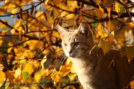 Devostock Autumn Cat Leaves Mieze 2