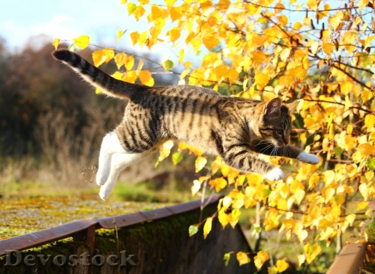 Devostock Autumn Cat Leaves Mieze