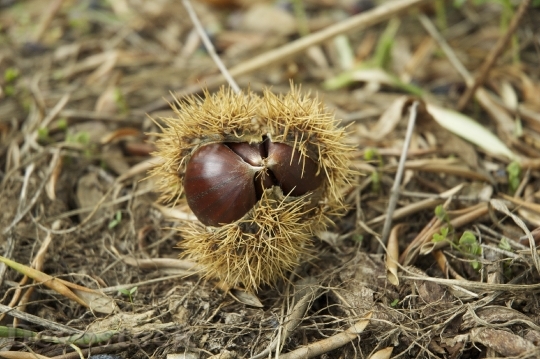 Devostock Autumn Chestnut Campaign Leaves