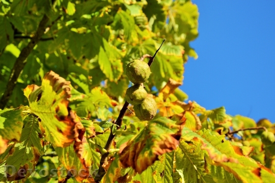 Devostock Autumn Chestnut Tree Leaves