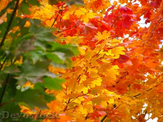 Devostock Autumn Colorful Golden Autumn