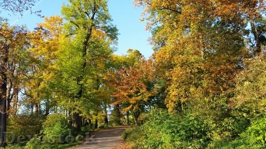 Devostock Autumn Colorful Leaves Autumnal