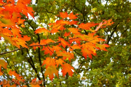 Devostock Autumn Colorful Leaves Golden