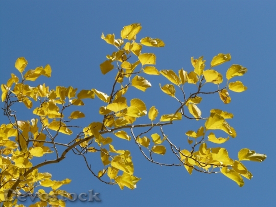 Devostock Autumn Colorful Leaves Yellow
