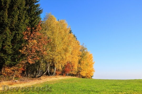 Devostock Autumn Colorful Nature Leaves