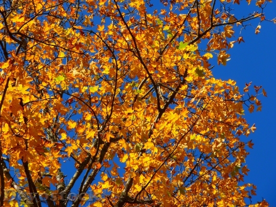 Devostock Autumn Colorful Tree Leaves