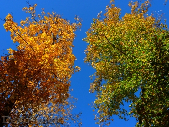 Devostock Autumn Colorful Trees Leaves