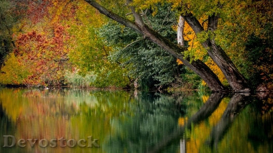 Devostock Autumn Colors Colored Foliage