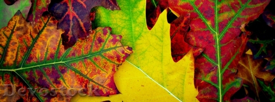 Devostock Autumn Colors Leaves Season