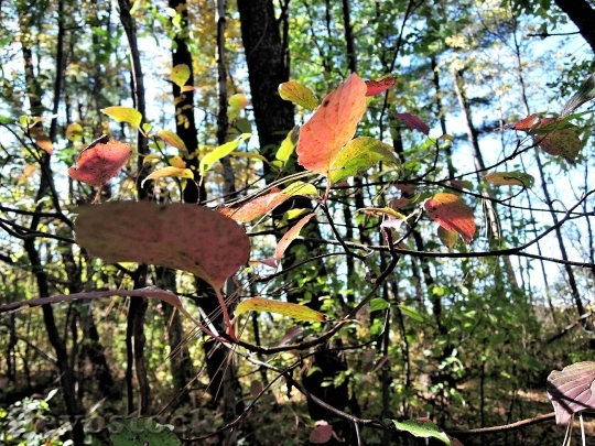 Devostock Autumn Colors Leaves Woods