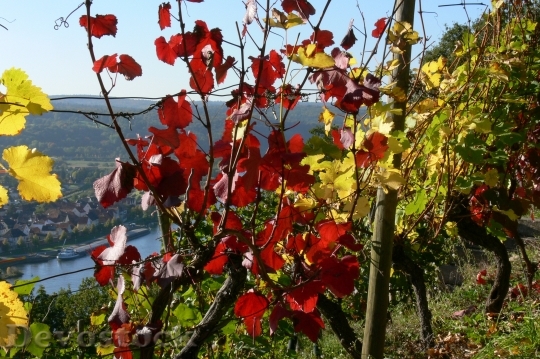 Devostock Autumn Colours Vine Leaves