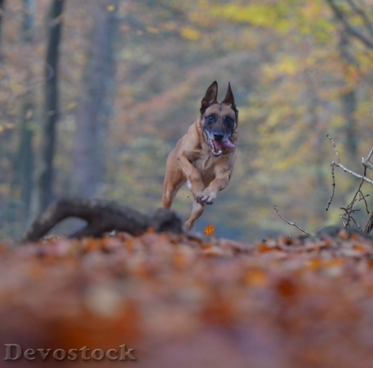 Devostock Autumn Dog Running Dog 2