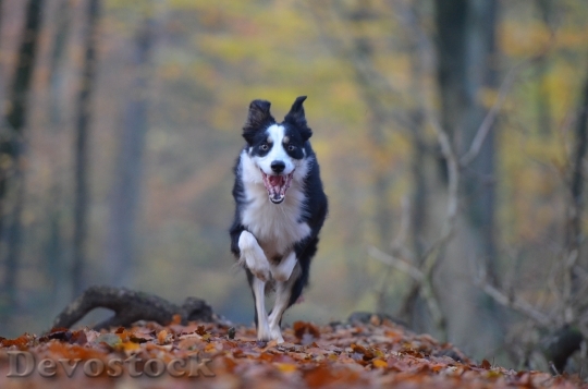Devostock Autumn Dog Running Dog