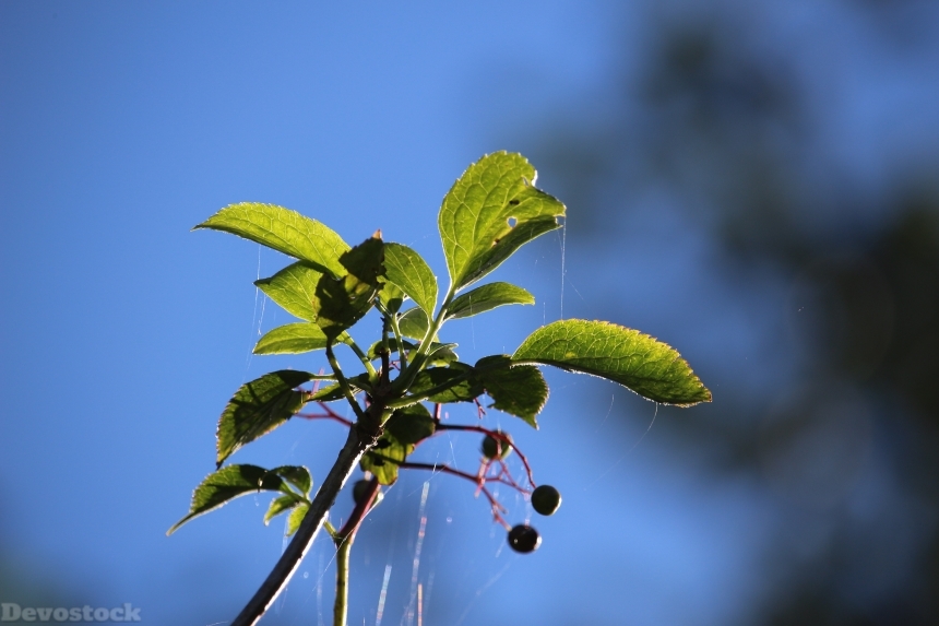 Devostock Autumn Elder Berries Plant