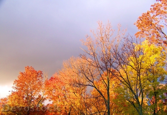 Devostock Autumn Fall Colors Leaves 0