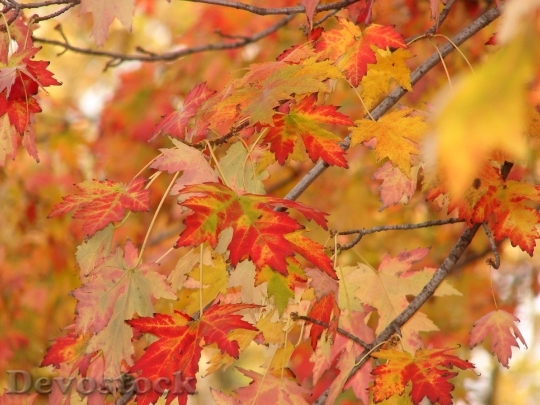 Devostock Autumn Fall Colors Leaves