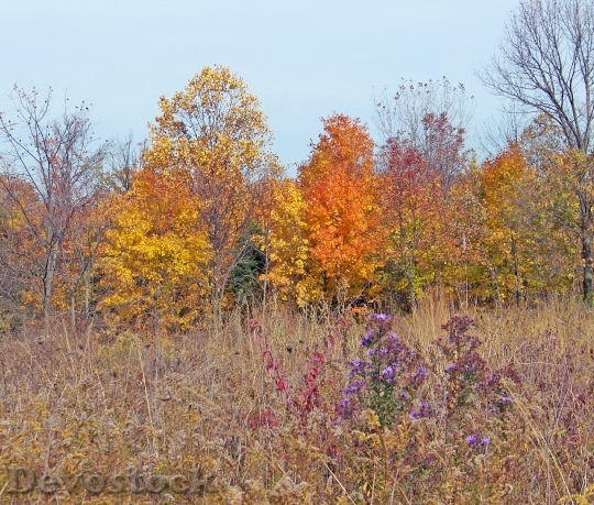 Devostock Autumn Fall Field Weeds