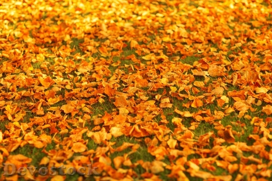 Devostock Autumn Fall Foliage Golden 33