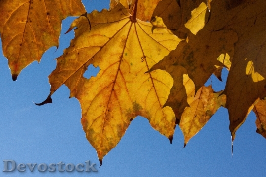 Devostock Autumn Fall Foliage Golden 37