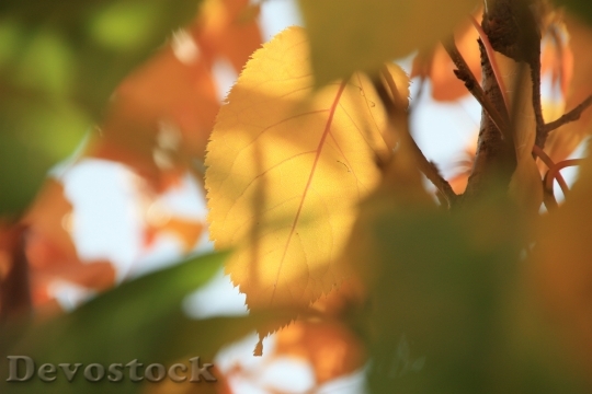 Devostock Autumn Fall Foliage Leaves 3