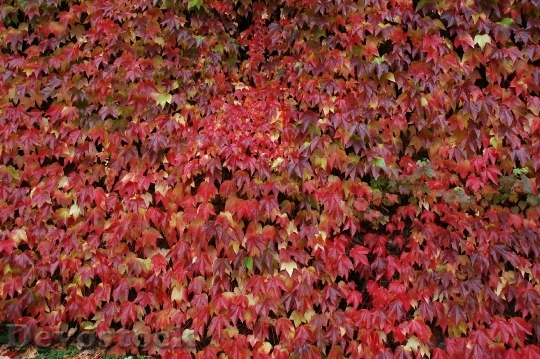 Devostock Autumn Fall Foliage October 4