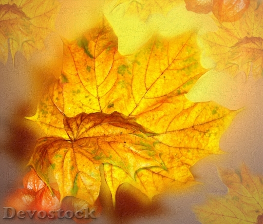 Devostock Autumn Fall Gold Leaves