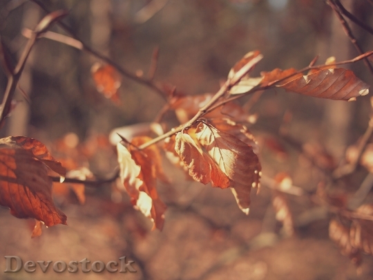 Devostock Autumn Fall Leaves 698420